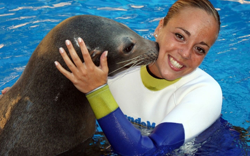 Sea lions swim, Mundomar