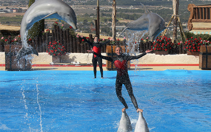 Dolphin Dancing, Mundomar. Benidorm